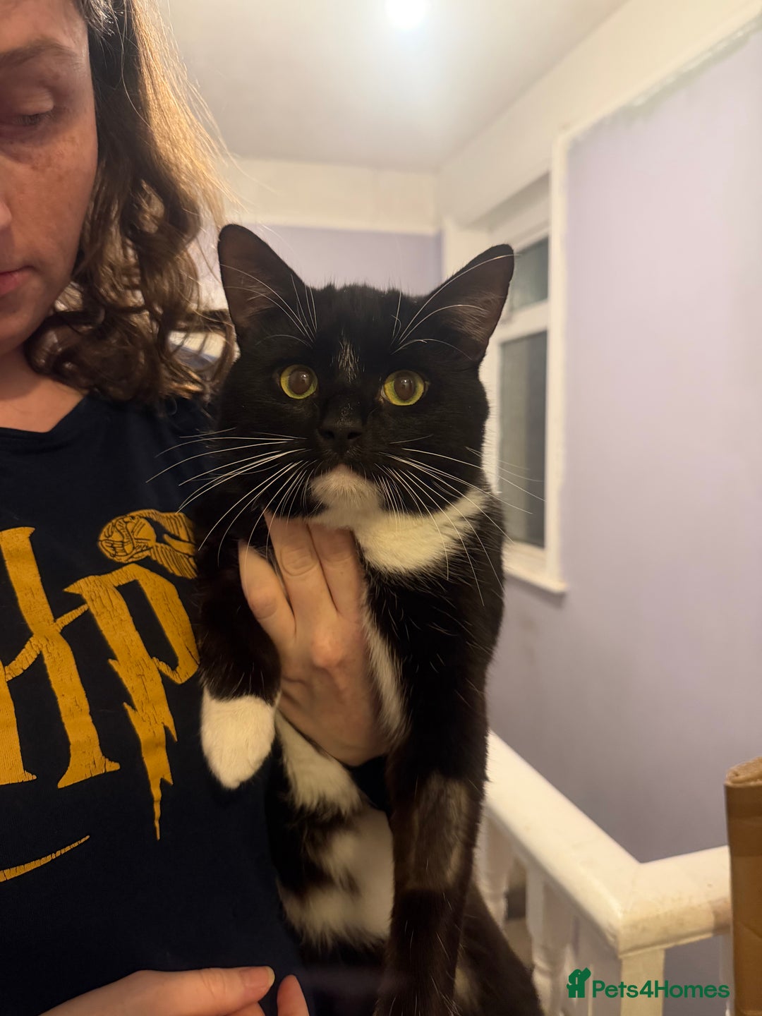 Mixed Breed cats for sale: Male cat - Advert 1