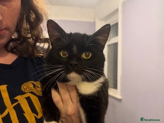 Mixed Breed cats Male cat - Advert 1