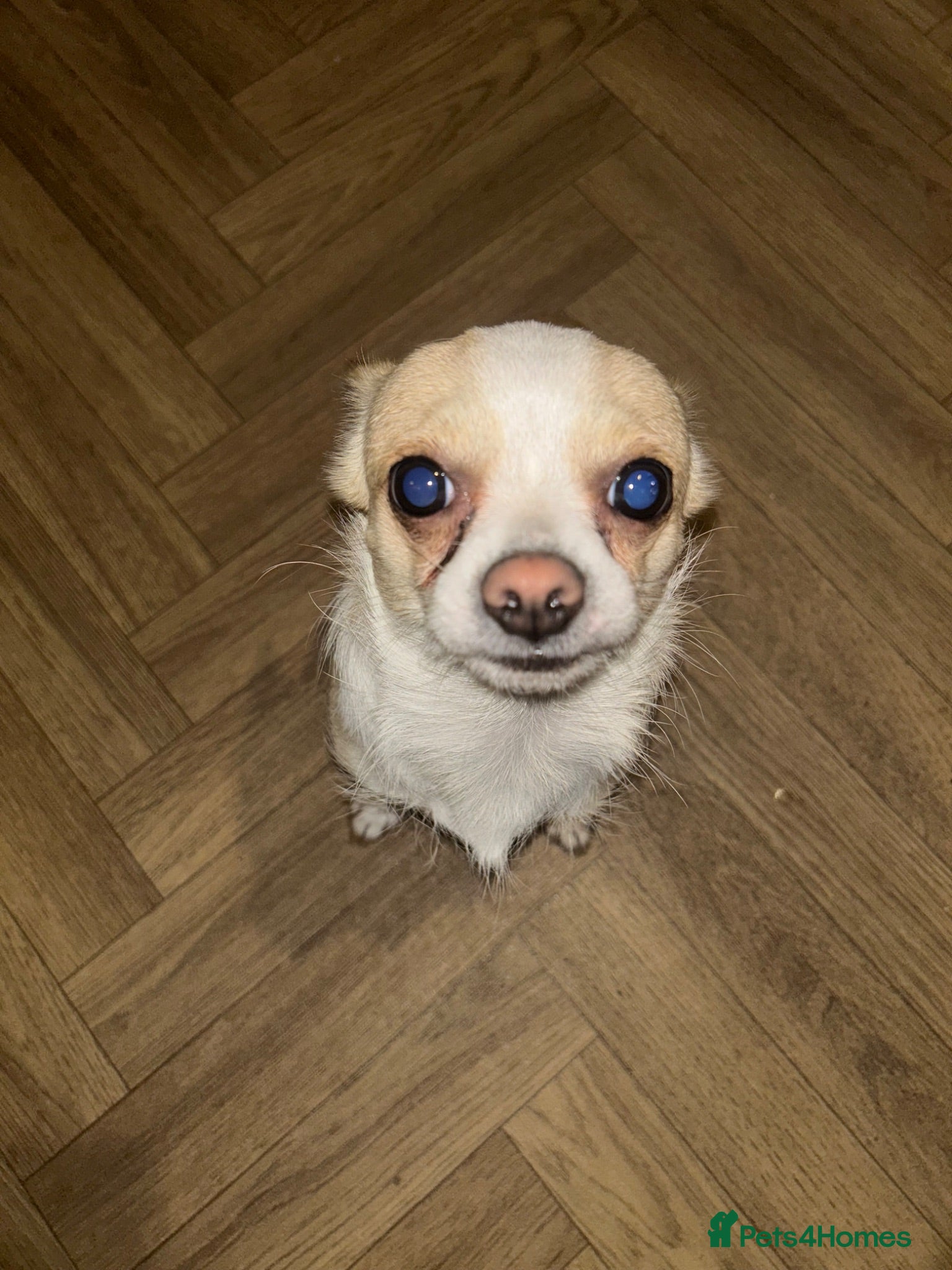 Mixed Breed dogs  Cleo – 2-Year-Old Chinese Crested x Chihuahua  - Advert 1