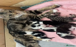Mixed Breed cats for sale: ❗️2 litters for sale❗️ - Image 13