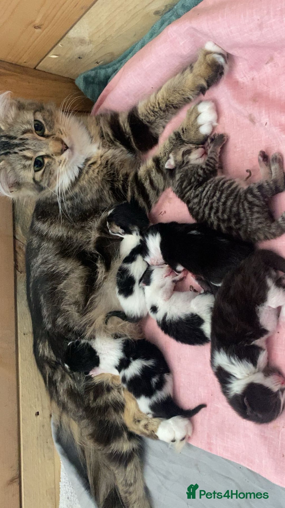 Mixed Breed cats for sale: ❗️2 litters for sale❗️ - Image 13