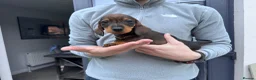 Dachshund dogs for sale: Armagh Dachshunds Ready for new homes - Advert 4