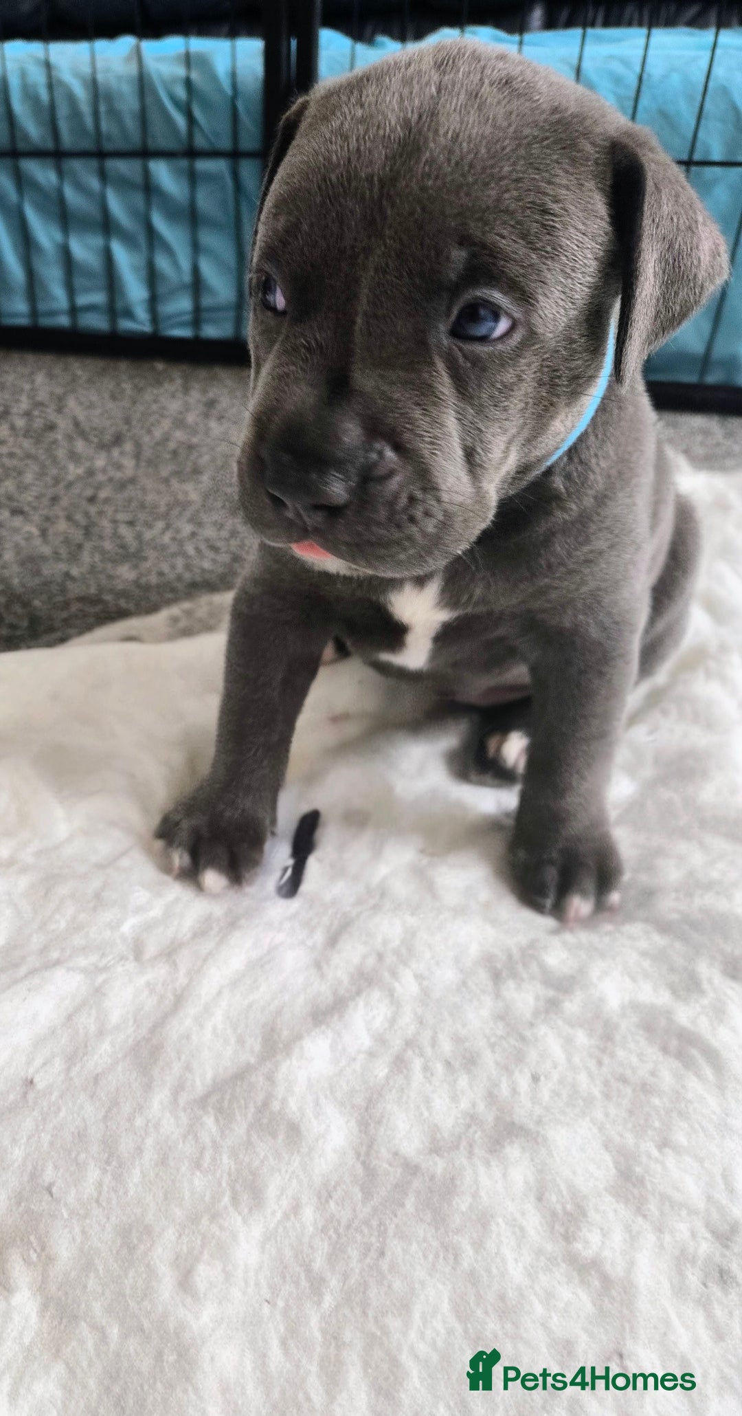 Mixed Breed dogs for sale: Staffy cross pups for sale  - Image 15