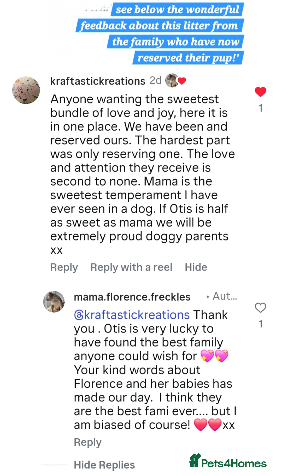 Olde English Bulldogge dogs for sale: Fluffy Old English Bulldog (NOT XL) Woolly Bullys - Advert 2