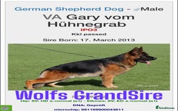 German Shepherd dogs for stud: KC Registered German Shepherd Stud in Stafford - Image 12