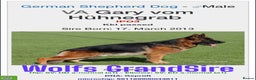 German Shepherd dogs for stud: KC Registered German Shepherd Stud in Stafford - Advert 12
