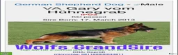 German Shepherd dogs for stud: KC Registered German Shepherd Stud in Stafford - Advert 12