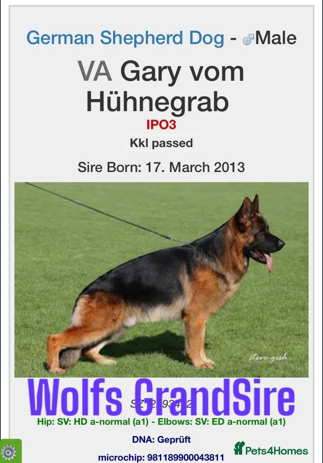 German Shepherd dogs for stud: KC Registered German Shepherd Stud in Stafford - Advert 12