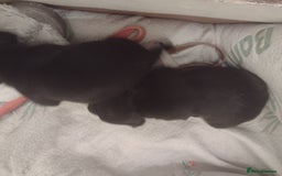 Mixed Breed dogs for sale: Staffy x puppies  - Image 3