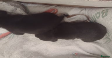 Mixed Breed dogs - Advert 12