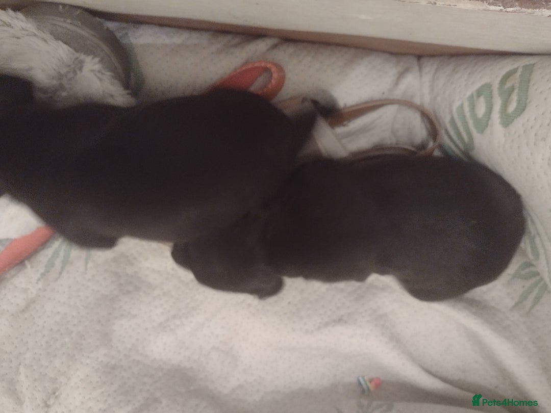 Mixed Breed dogs for sale: Staffy x puppies  - Image 3