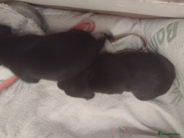 Mixed Breed dogs - Advert 12