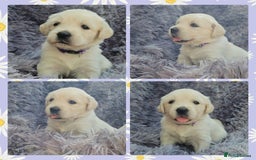 Golden Retriever dogs for sale: 9 KC registered, from imported lines puppies  - Image 36