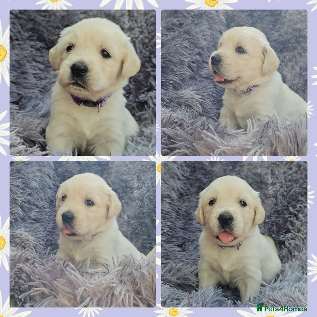 Golden Retriever dogs for sale: 9 KC registered, from imported lines puppies  - Image 36