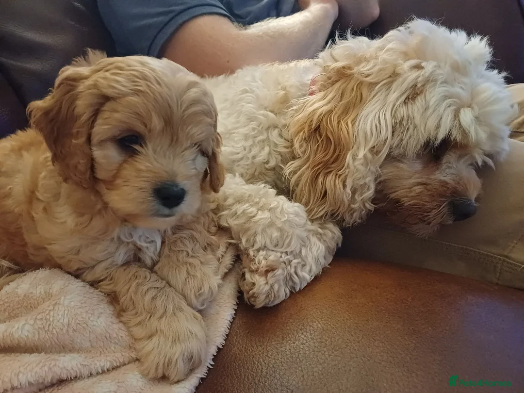 Cavapoo dogs for sale: Beautiful F1B Toy Cavapoo Puppies - Advert 2