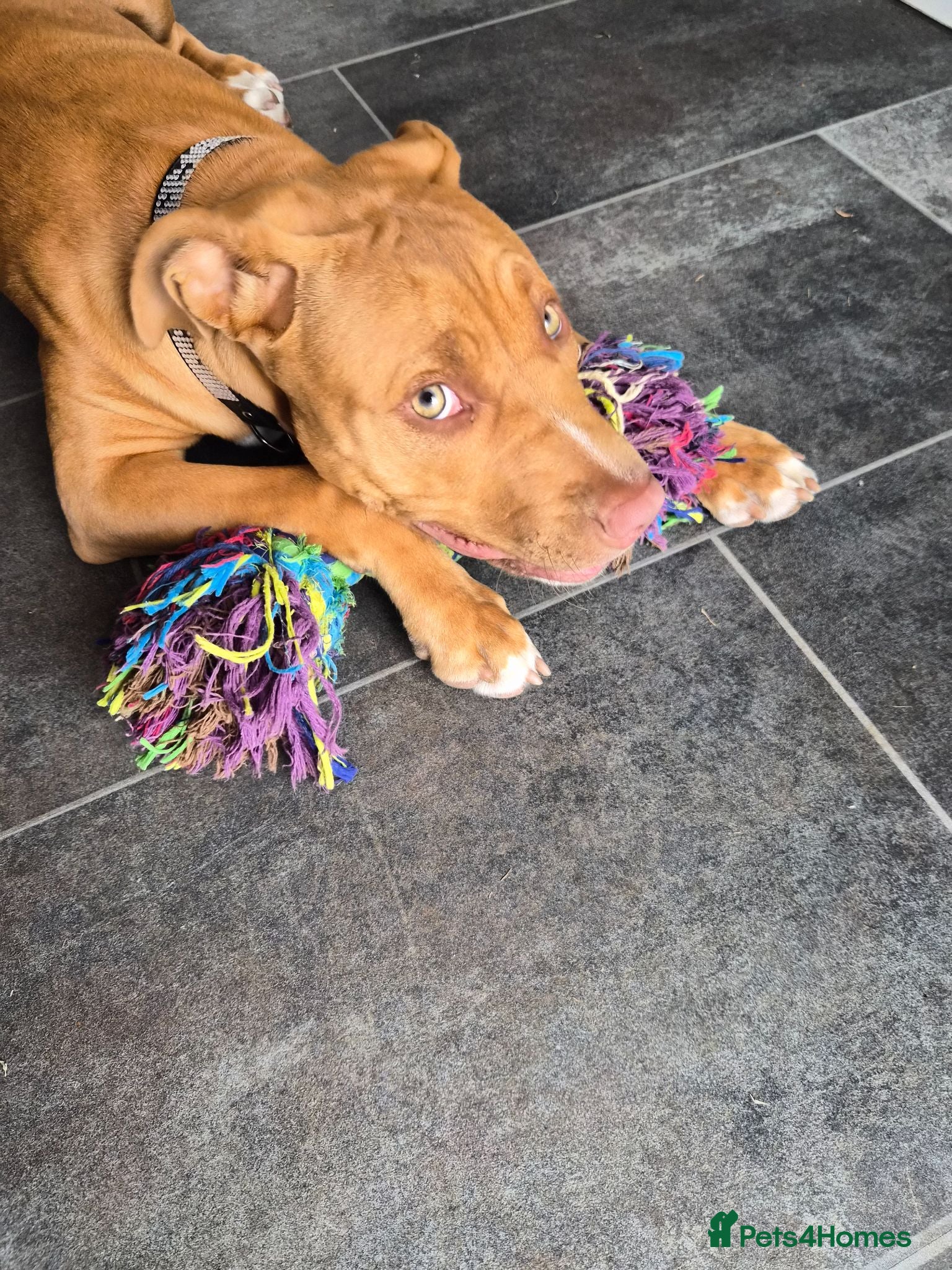 Mixed Breed dogs Staffy/cross - Advert 16