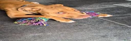 Mixed Breed dogs for sale: Staffy/cross in Felixstowe - Advert 1