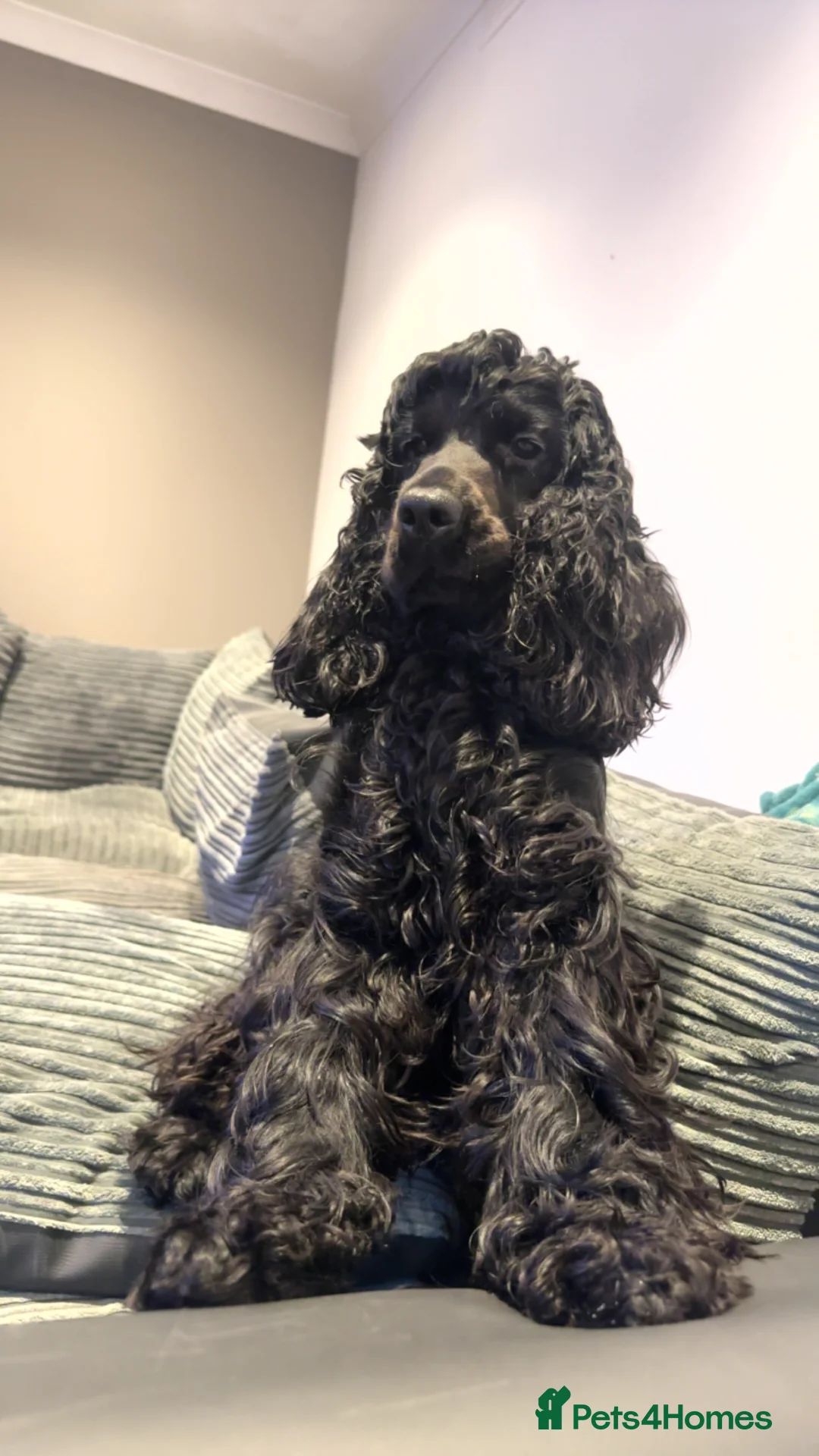 Cocker Spaniel dogs for sale: 1 year old show cocker spaniel  - Advert 1