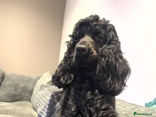 Cocker Spaniel dogs 1 year old show cocker spaniel - Advert 14