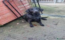 Labrador Retriever dogs for sale: 7 month old male labrador  - Image 2