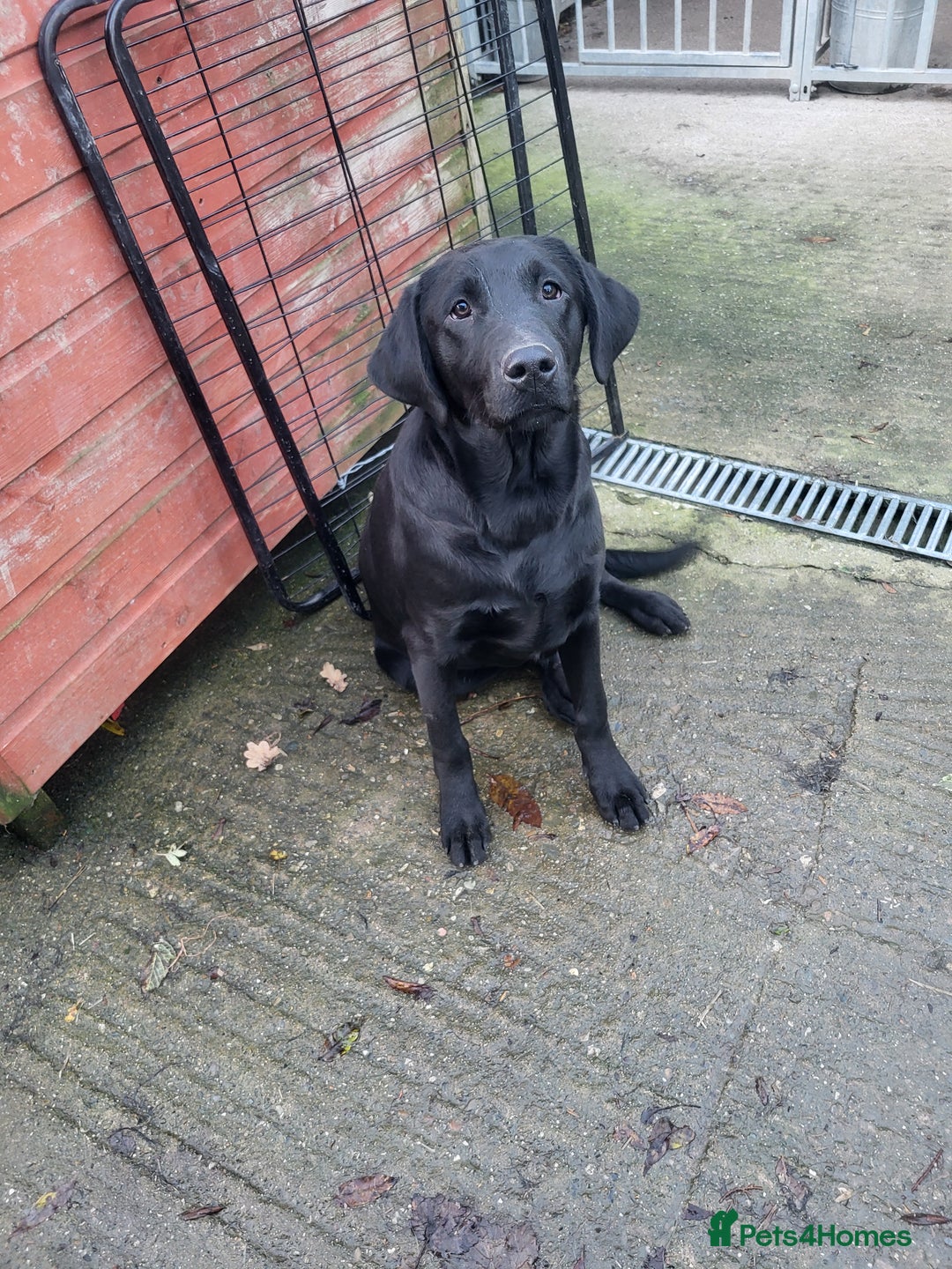 Labrador Retriever dogs for sale: 7 month old male labrador  - Image 2