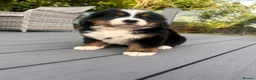Bernese Mountain Dog dogs for sale: Bernese mountain pups  - Advert 3