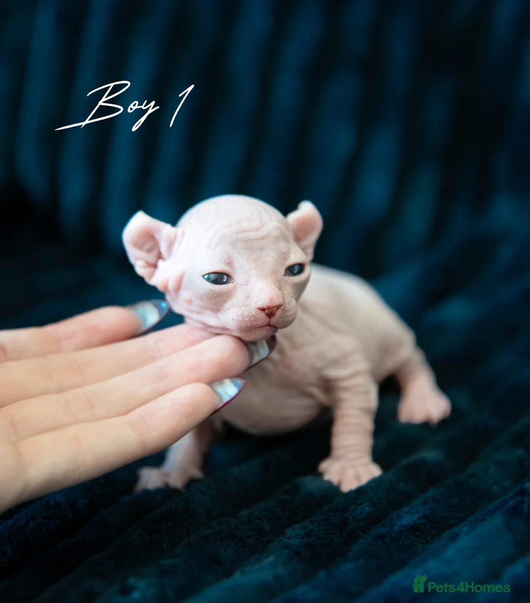 Sphynx cats for sale: champion sphynx kittens available  - Advert 2