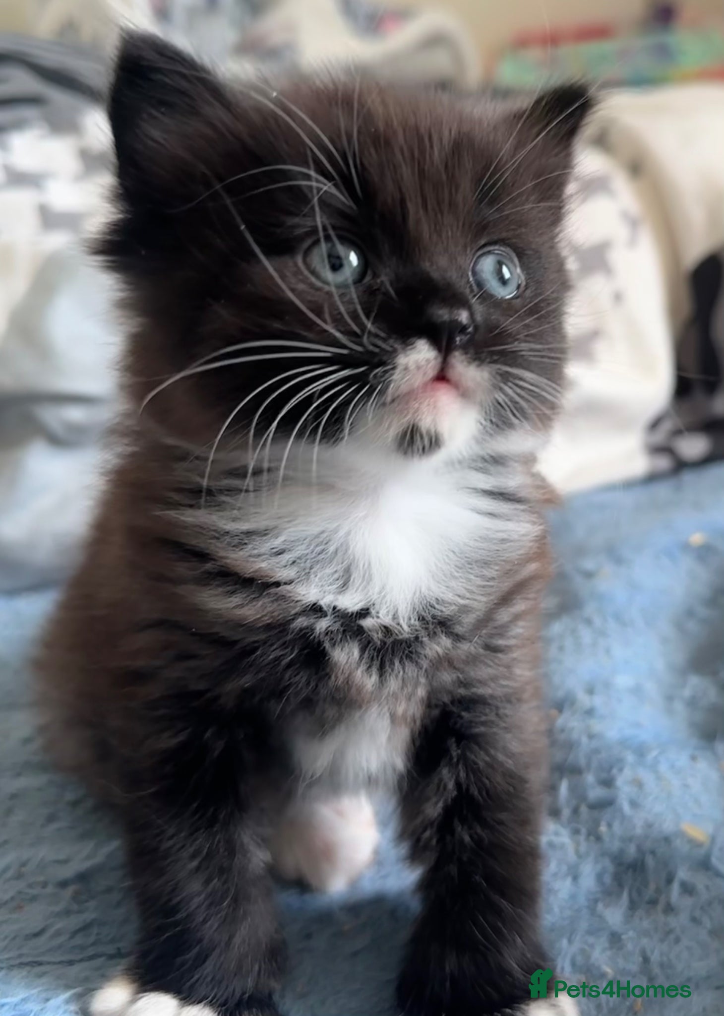 Ragdoll cats Beautiful ragdoll X  - Advert 4