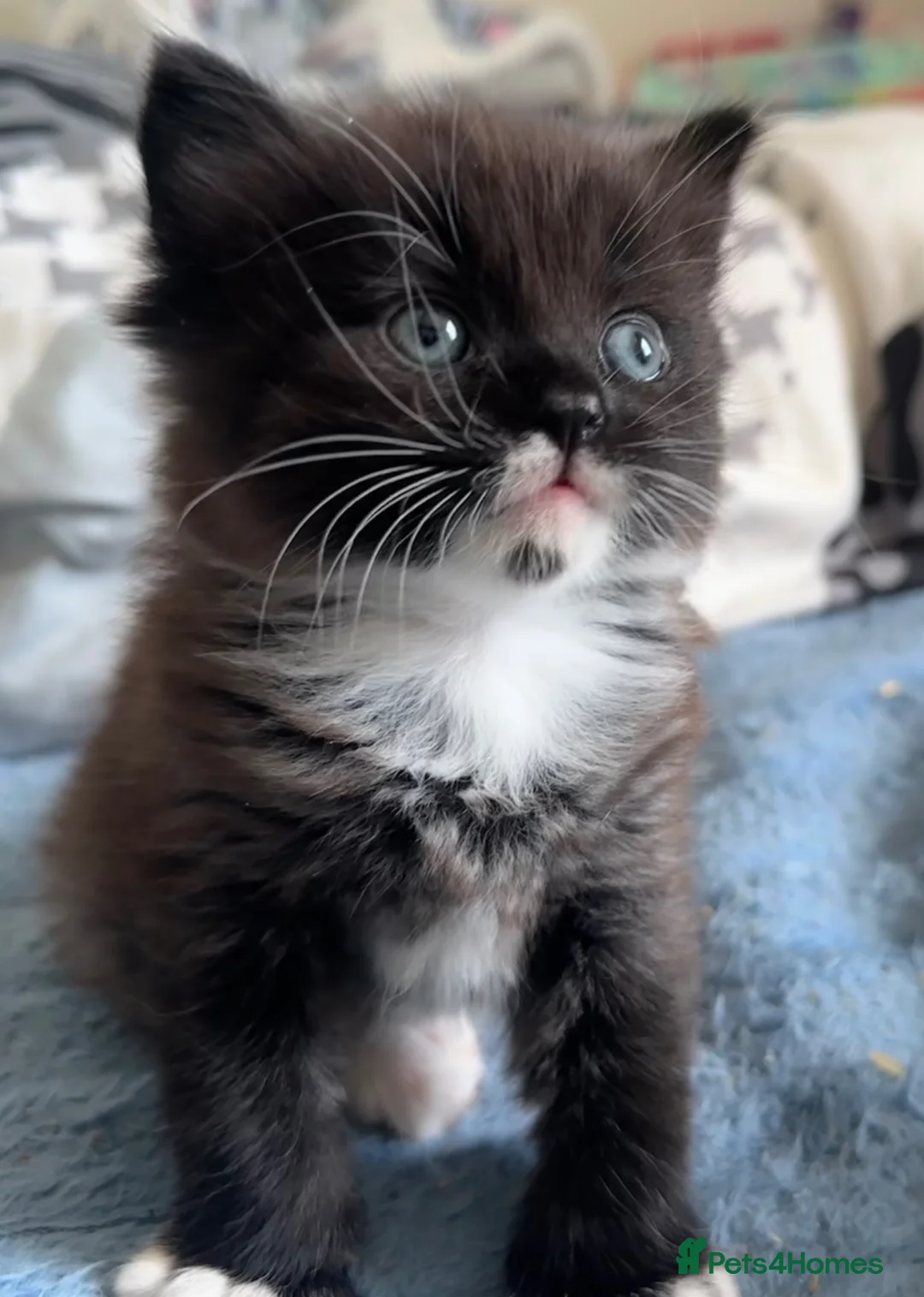 Ragdoll cats for sale: Beautiful ragdoll X  in Dover - Advert 1