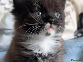 Ragdoll cats Beautiful ragdoll X - Advert 4