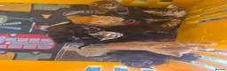 Mixed Breed cats for sale: Little kittens  - Advert 13