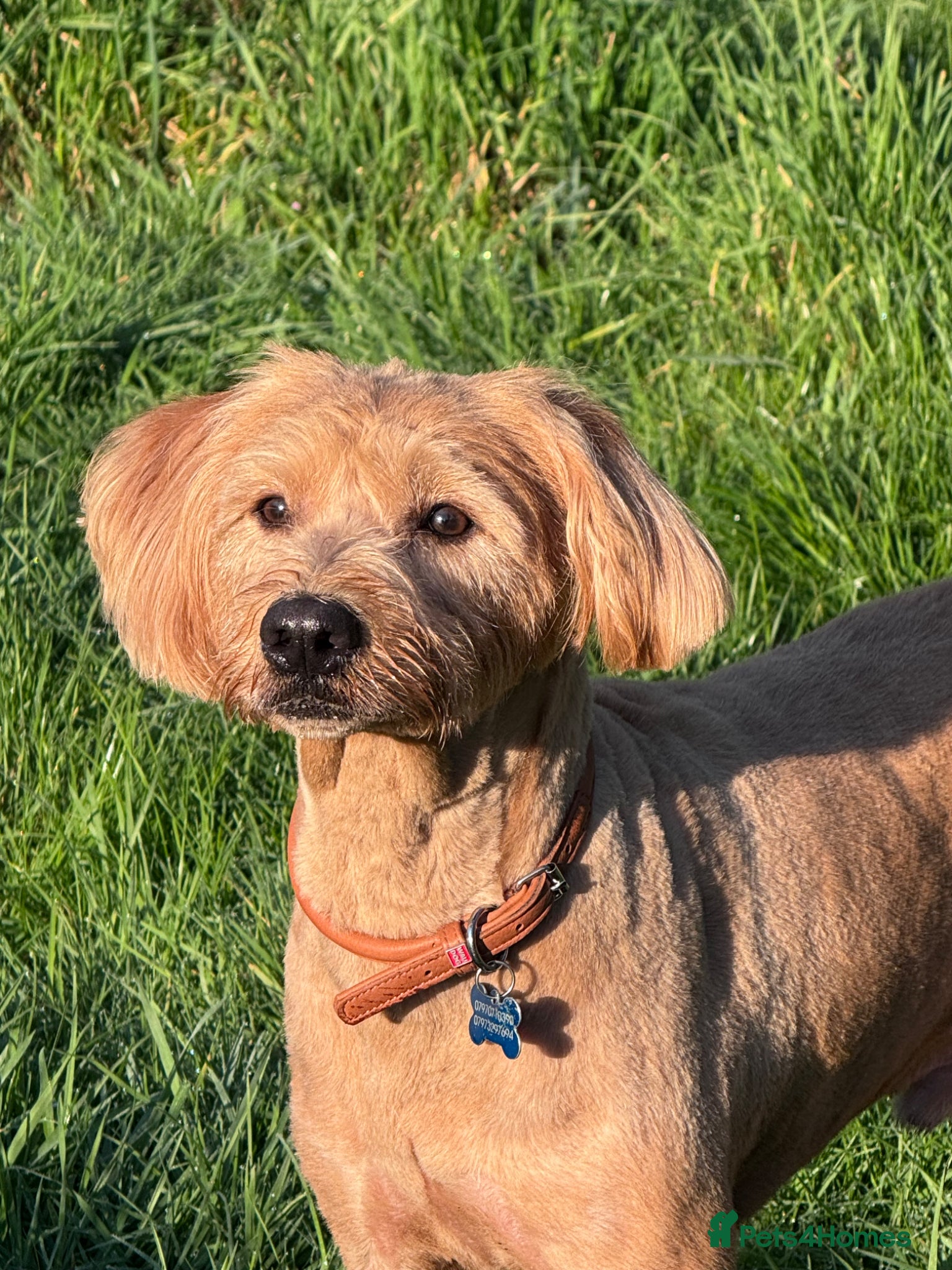 Labradoodle dogs TEDDY - BIG LOVE, BIG ENERGY - Advert 12