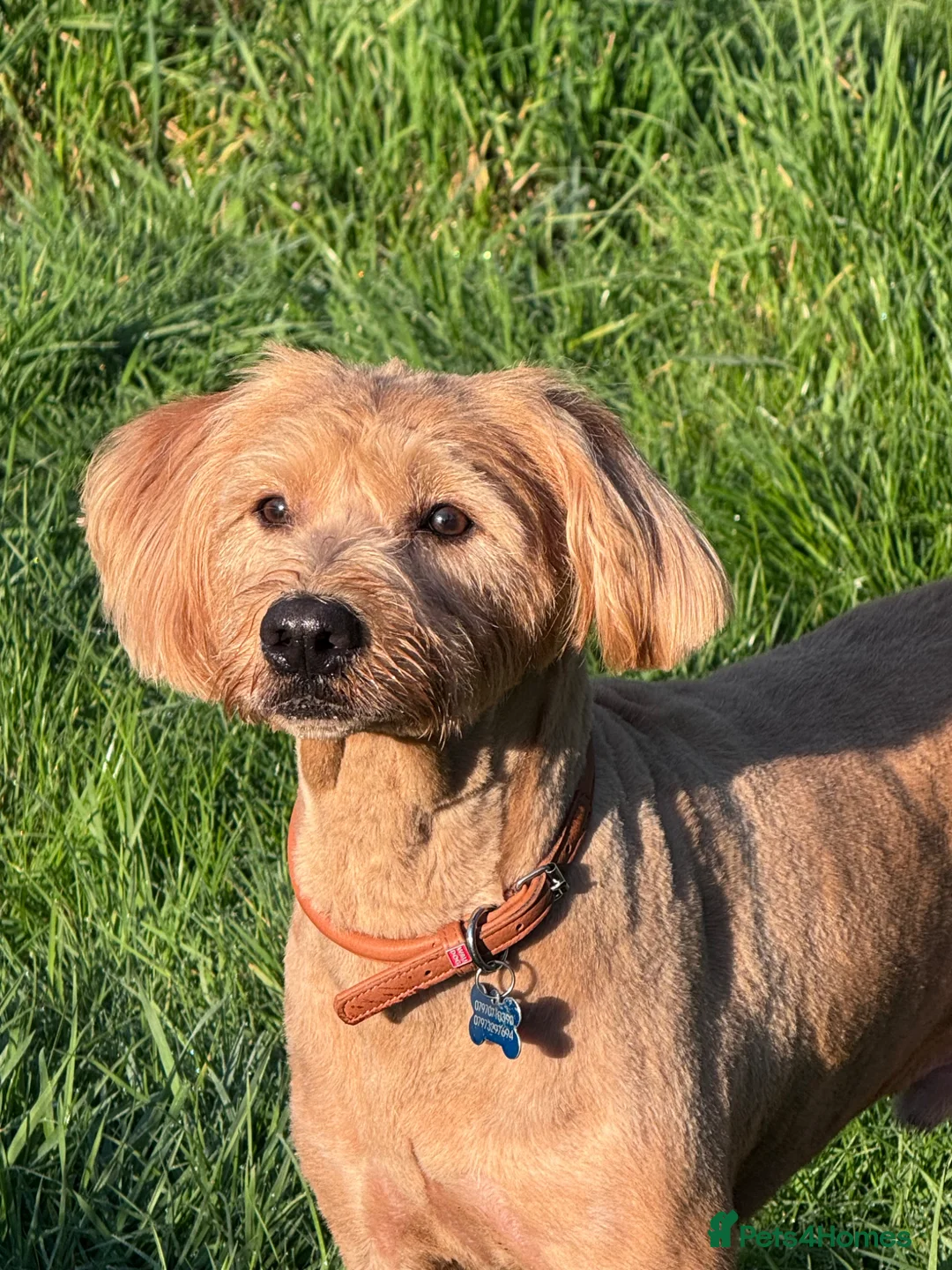 Labradoodle dogs for adoption: TEDDY - BIG LOVE, BIG ENERGY in Kidderminster - Advert 1