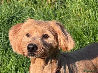 Labradoodle dogs TEDDY - BIG LOVE, BIG ENERGY - Advert 12