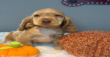 Cocker Spaniel dogs - Advert 5