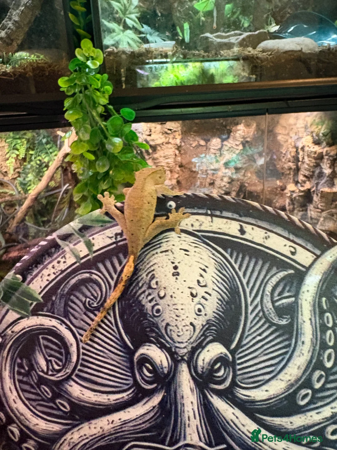 Gecko reptiles for sale: Baby Crested gecko  - Advert 2