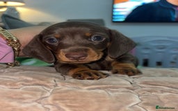 Miniature Dachshund dogs for sale: Miniature dachshund boy - Image 2