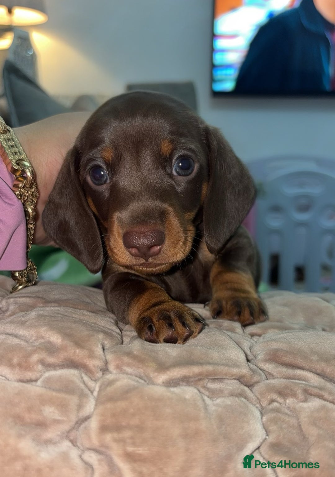 Miniature Dachshund dogs for sale: Miniature dachshund boy - Image 2