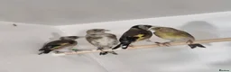 Finches birds for sale: CLASS HAND TAMED GOLDFINCHES AND MULES! BBC 2026!! in London - Advert 8