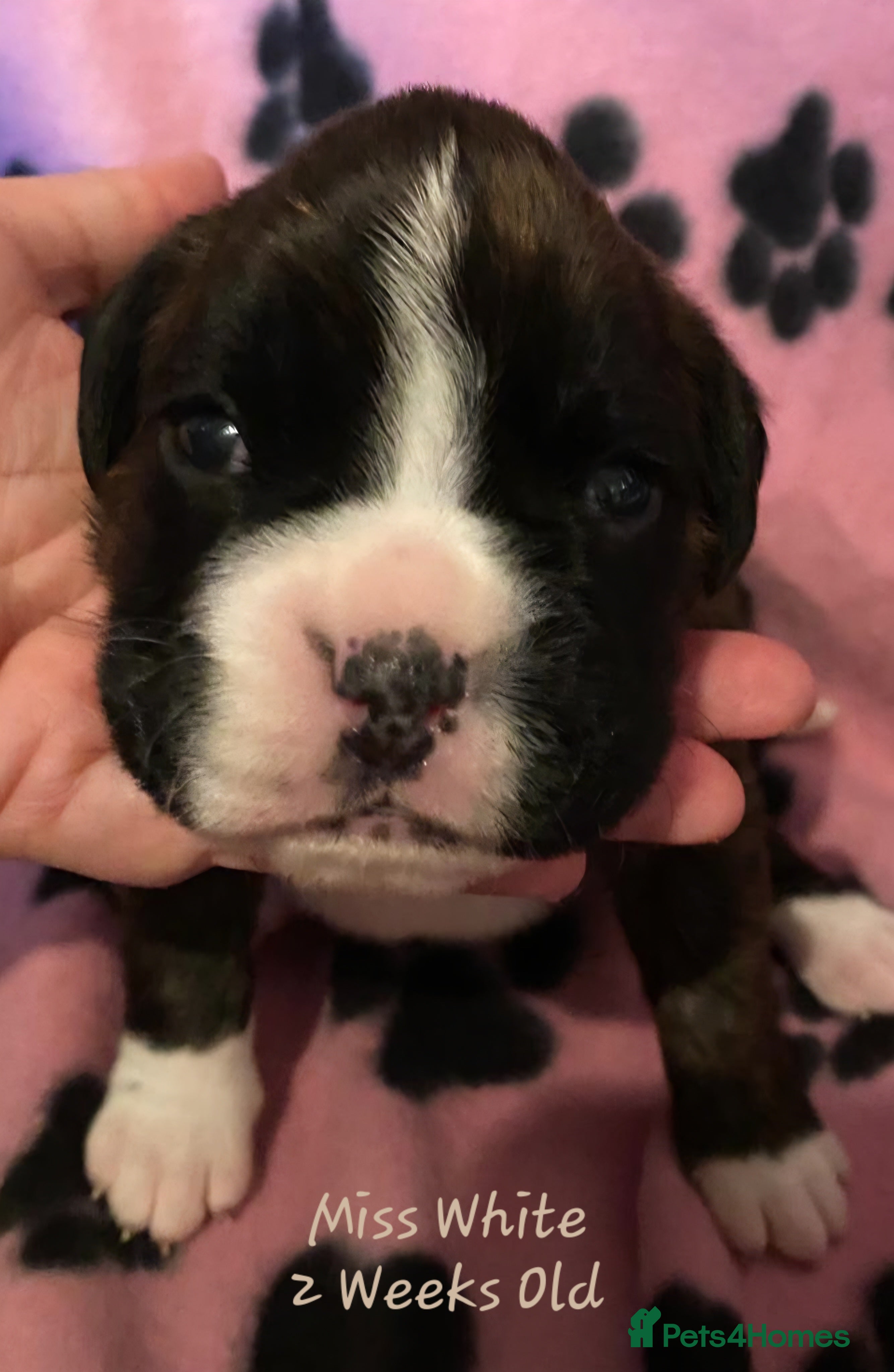 Boxer dogs 3 Brindle Puppies Available - Advert 11