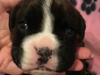 Boxer dogs 3 Brindle Puppies Available - Advert 11