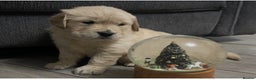Golden Retriever dogs for sale: Perfectly Awesome Golden Retrievers  - Advert 4