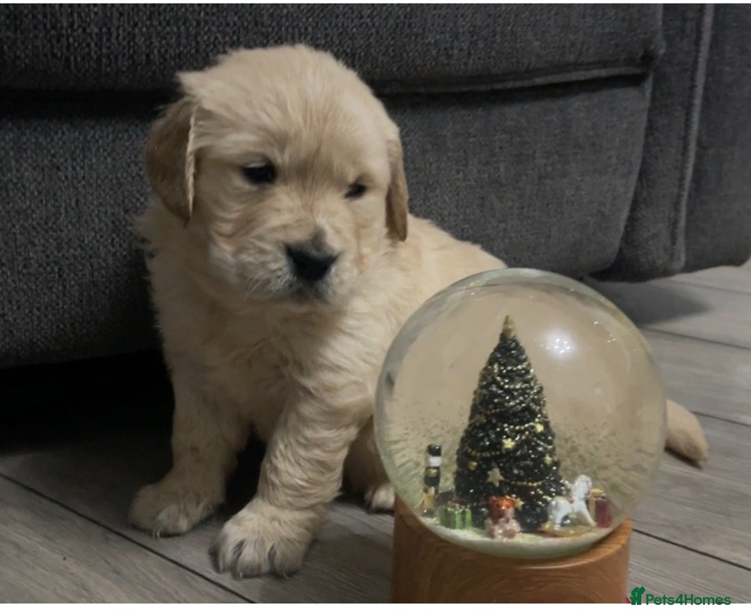 Golden Retriever dogs for sale: Perfectly Awesome Golden Retrievers  - Advert 4