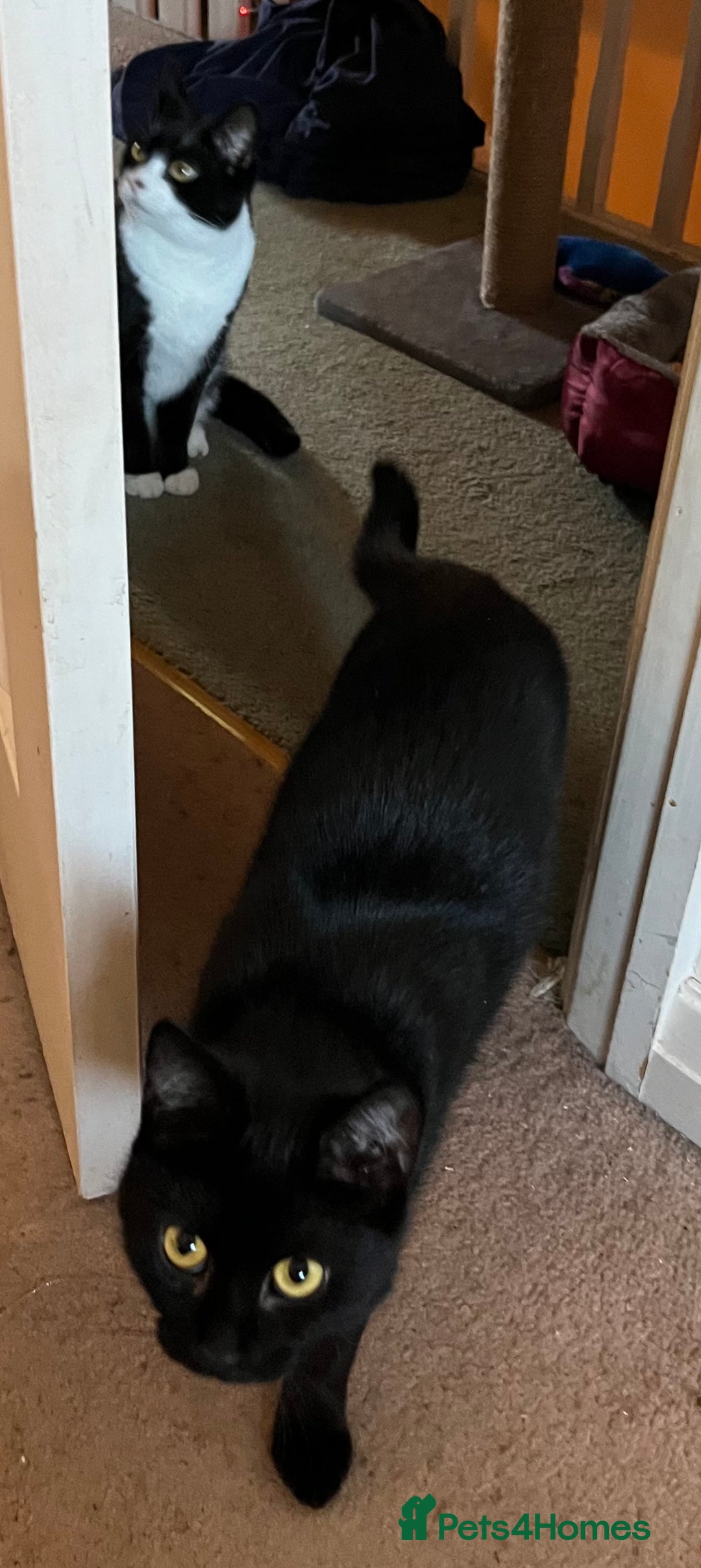 Mixed Breed cats for adoption: Rescue siblings Bumble and Bee need 1st ever home - Advert 5