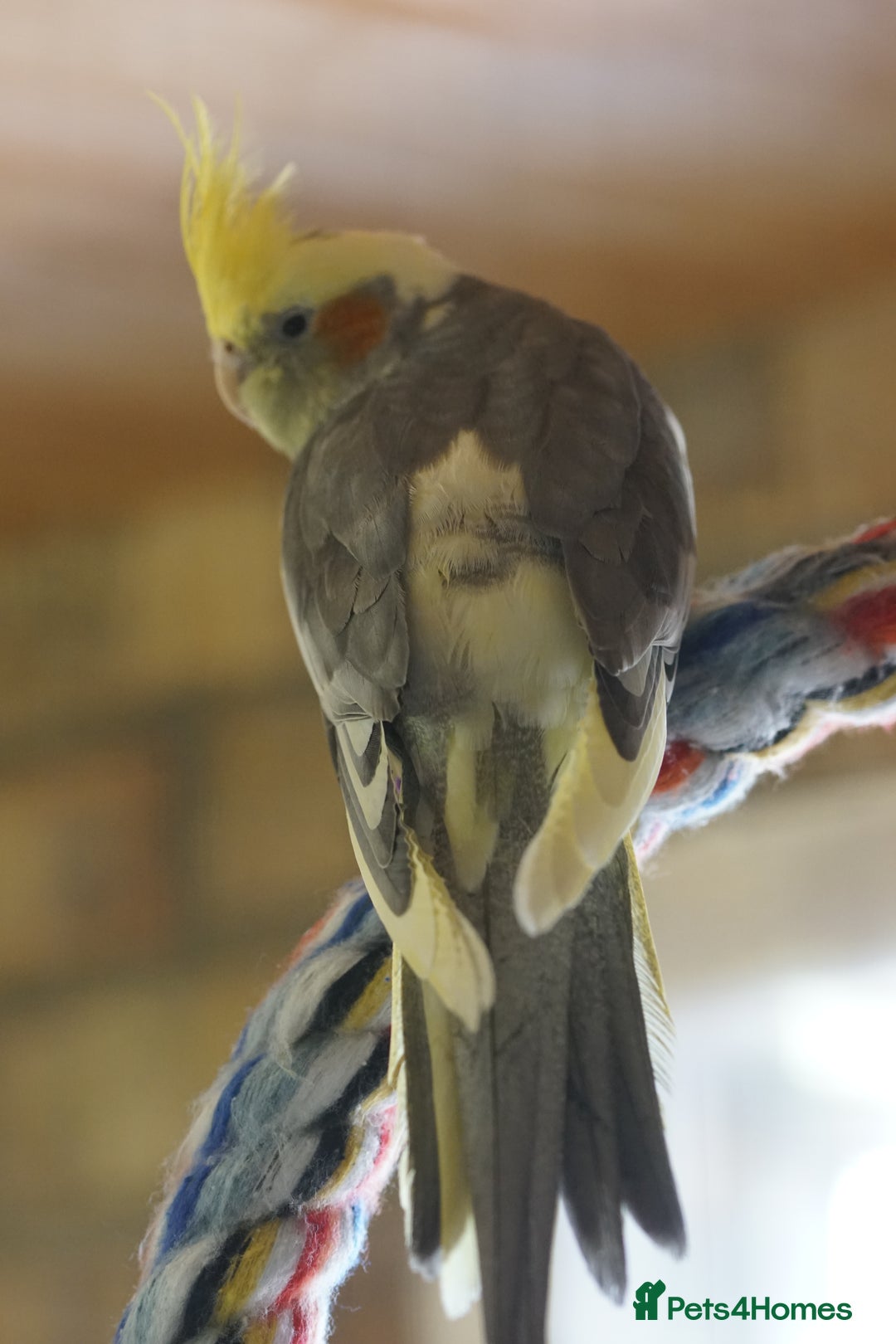 Cockatiels birds for sale: Young Cockatiels - Image 15
