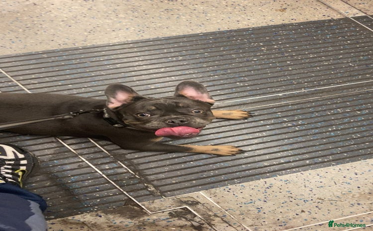 French Bulldog dogs French bull Dog (6months) - Advert 15