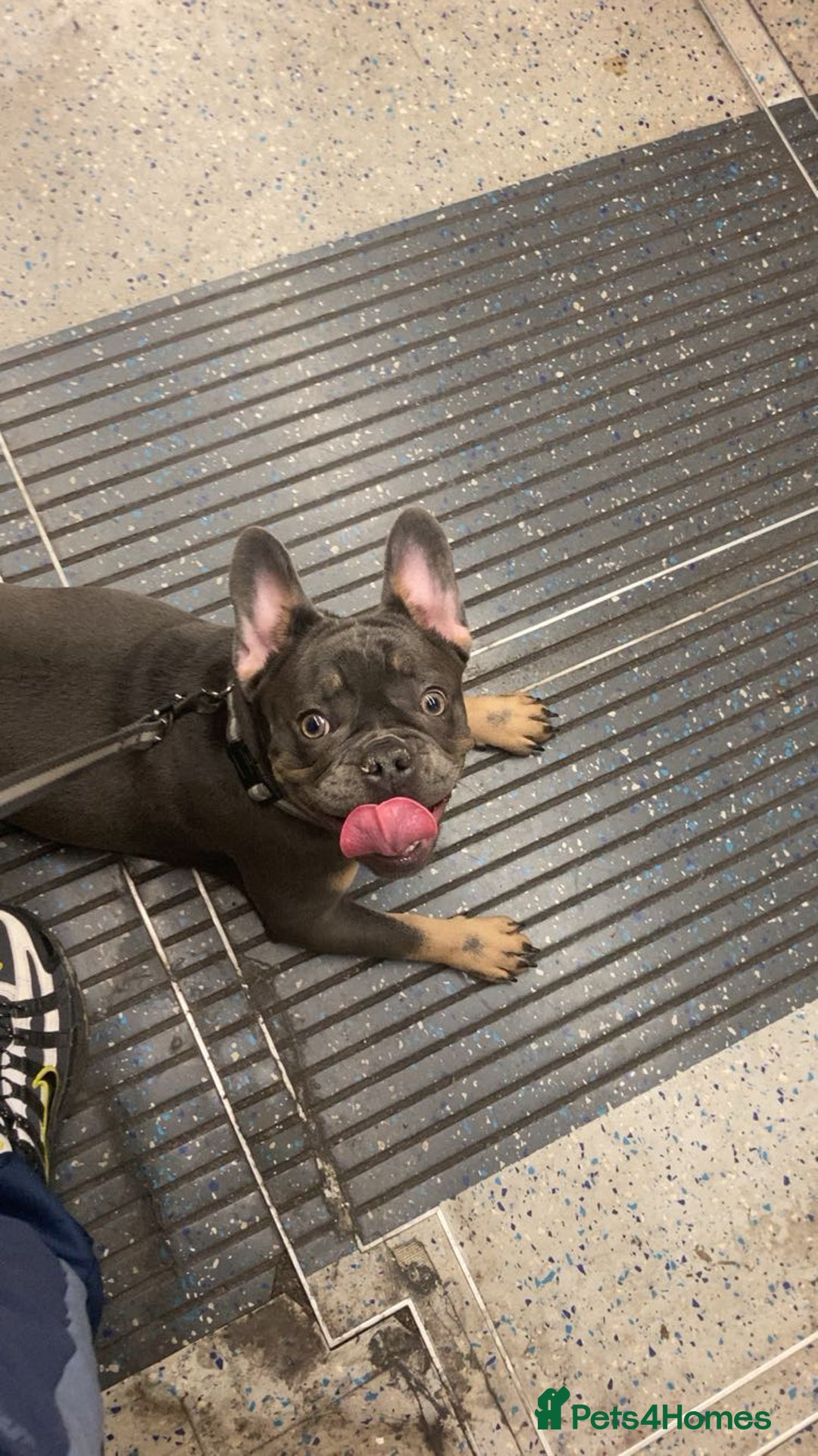 French Bulldog dogs for sale: French bull Dog (6months) - Advert 1