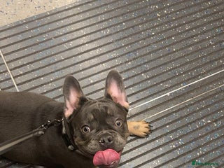 French Bulldog dogs French bull Dog (6months) - Advert 18