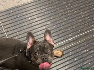 French Bulldog dogs French bull Dog (6months) - Advert 13