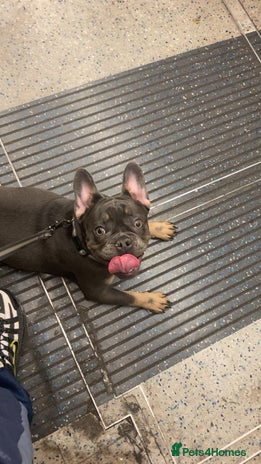 French Bulldog dogs French bull Dog (6months) - Advert 15